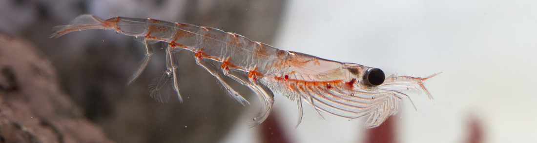 Tout savoir sur l’huile de krill : ses bienfaits pour la santé et le sport