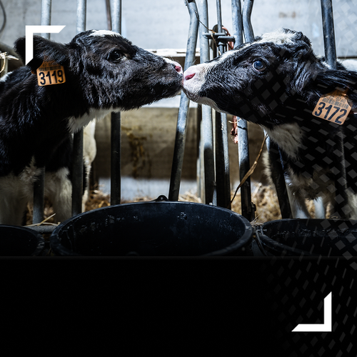 Ingredia x Nutrimuscle